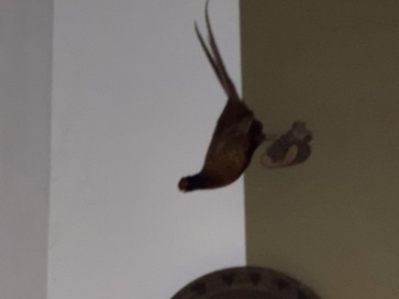 Denny, 51, Netherlands