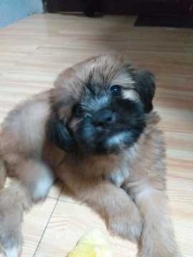 Century Boy, 35, Philippines