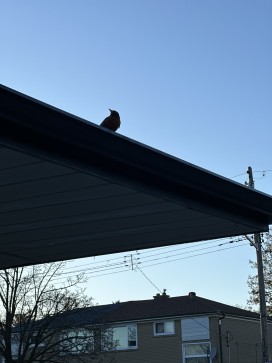 Sid Ind From Cad, 26, Canada