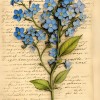 ForgetMeNot