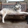 Bernard
