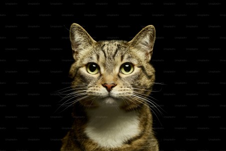 Hyaluron, 33, Canada