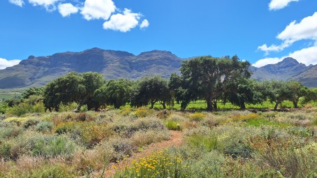 Matthew, 33, South Africa