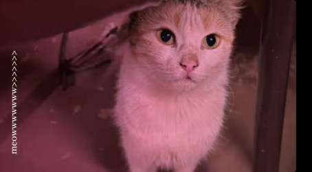 Fan Of Bugsbunny, 21, India