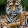 Dipak