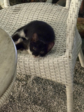 Bumblebee, 18, India