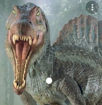 Ringtail Raccoon, 18, South Africa