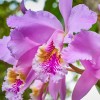 Cattleya