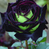 Black_Rose 212