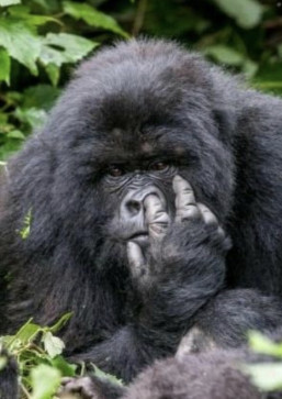 Paul, 57, United Kingdom