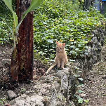 Nimeni, 34, Philippines