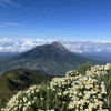 Dila