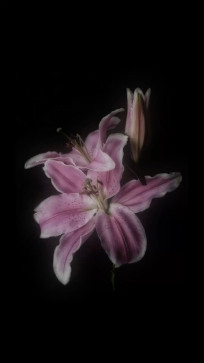 Alessja_333, 18, Germany