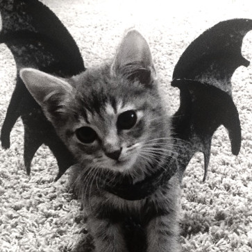 RaawrxD, 19, United States