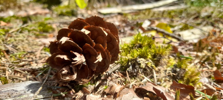 ShyGuy, 19, Netherlands