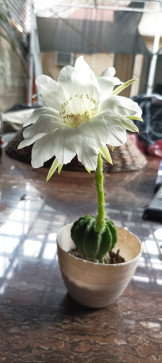 Maria Fe Toledo, 58, Philippines