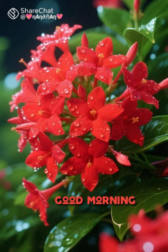 Mohandas EM, 46, India