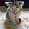 Aakriti