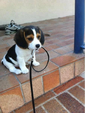 Toni_bortol2, 26, Italy