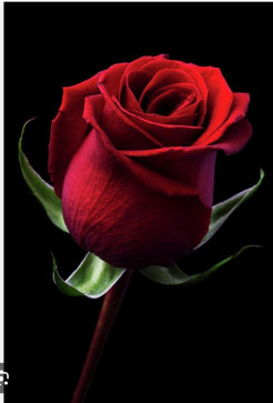 Ashley, 39, Madagascar