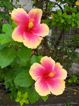 Catholichix44, 44, Philippines