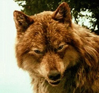 Wolf, 30, United States Minor Outlying Islands