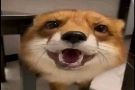 Limitless_gooner, 19, Australia