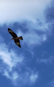 Wingken Wat Ken, 50, China