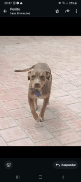 Fabian Torrez, 18, Bolivia