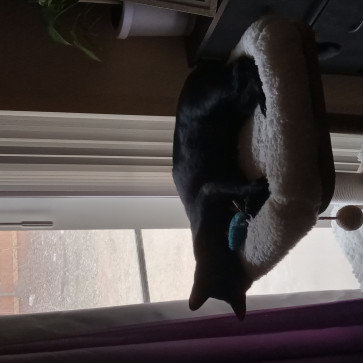 Reverie, 25, United States