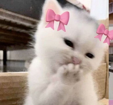 Dino Dinosor, 19, Algeria