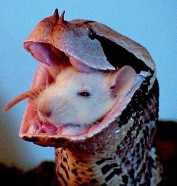 Marko, 18, North Macedonia