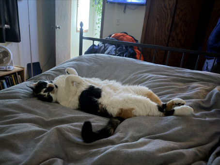 Joshcub4cougar, 19, United States