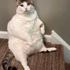 Dan