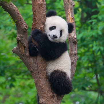 Panda, 29, India