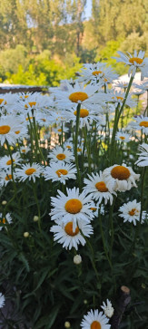 A M, 31, Philippines