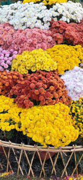 Dolma Sonam, 22, India