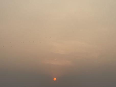 LonelyWolfJd, 19, India