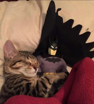 Catwoman, 19, United Kingdom