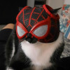 Spideyyy