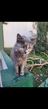 Sensational Nuts, 19, Algeria