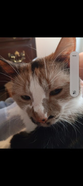 Berrylili, 18, United States