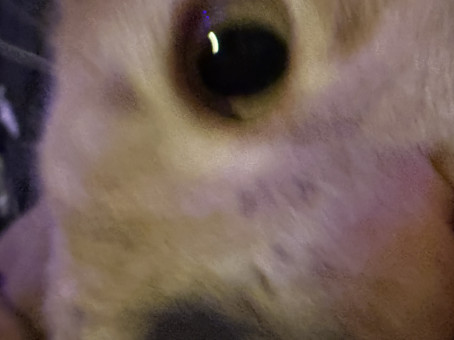 Brownie, 26, United States