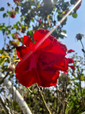 Fer, 20, Netherlands