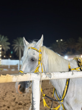 Muhammad Abubakar, 22, United Arab Emirates