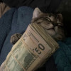 zaid