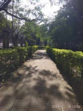 Diving_beluga, 28, India