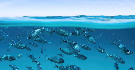 RubberDuck, 64, Australia