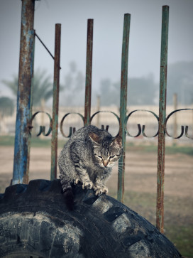 Free Faire, 25, Algeria