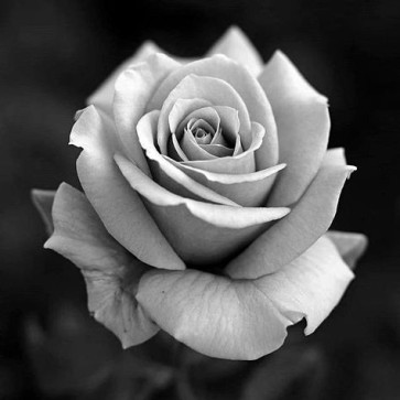 Rose, 99, United States